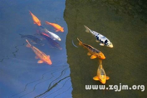 夢見魚在地上|夢見魚在地上是什麽意思